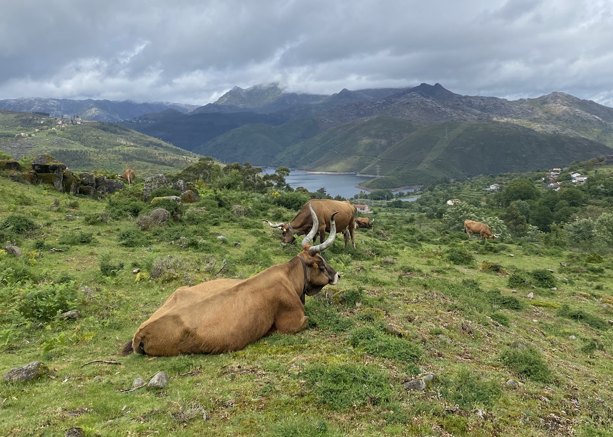 Wanderurlaub Portugal Nationalpark Peneda Gerês