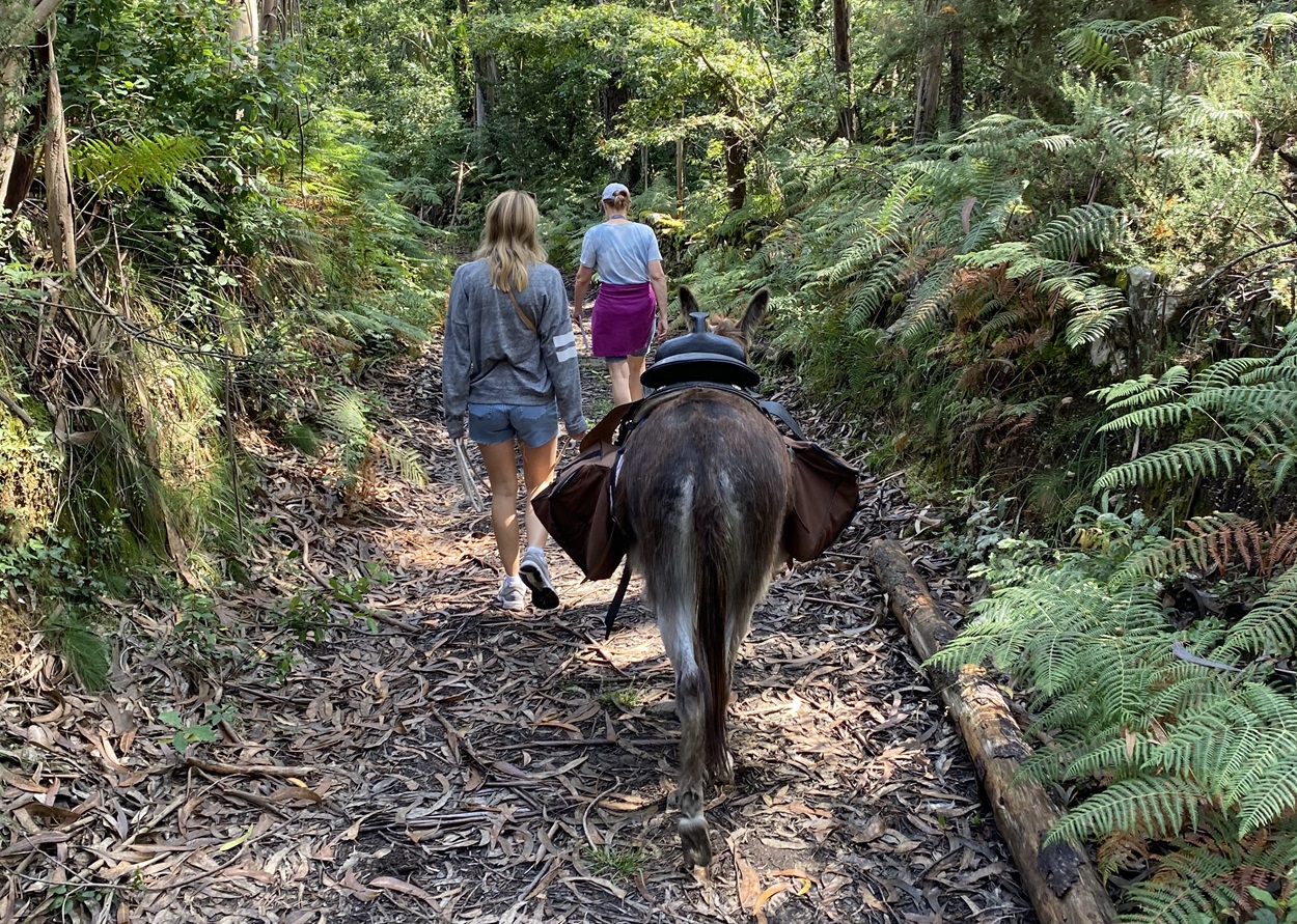 Spaziergänge mit Eseln in Montaria