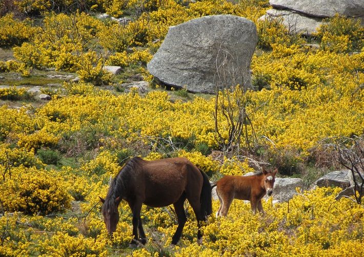 Naturpark Serra de Arga, Tierwelt in der Natur